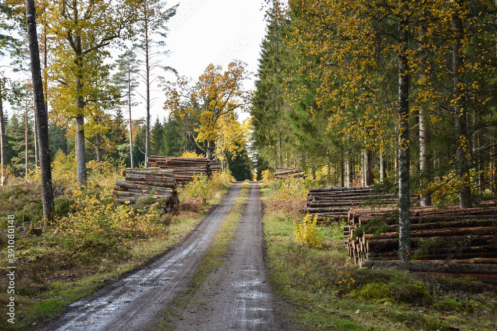 Woodpiles by a beautiful forest road in fall season