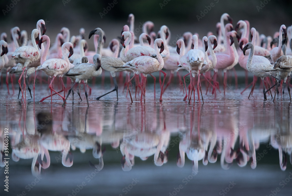 Fototapeta premium Lesser Flamingos at Lake Bogoria with dramatic reflection, Kenya