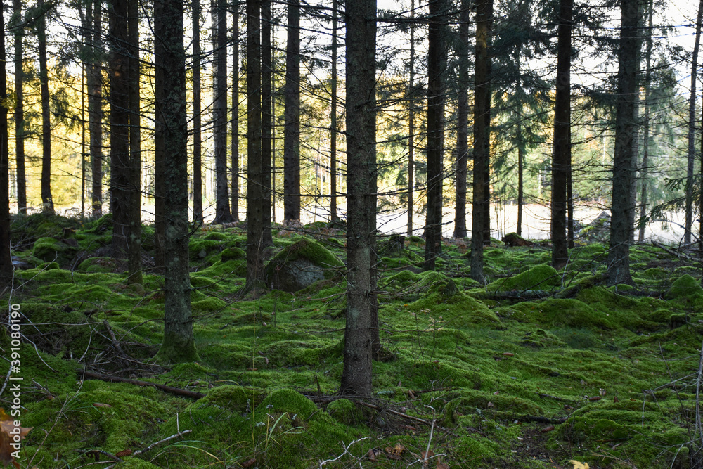 Fototapeta premium Green mossy ground in a spruce tree forest