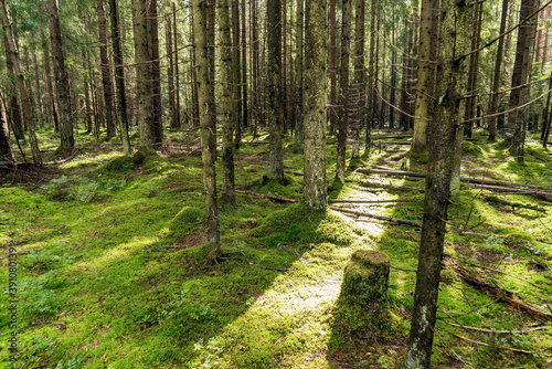 Dense forest with spruce trunks and green moss . Leningrad region.