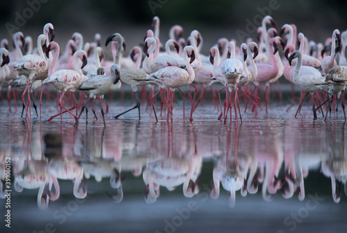 Lesser Flamingos at Lake Bogoria with dramatic reflection, Kenya