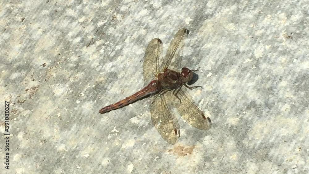 dragonfly red veined darter common in the UK dragonfly red veined darter common in the UK