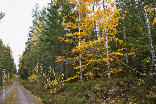 Beautiful colors by a forest road photo