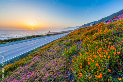 wild flowers and California coastline in Big Sur at sunset.