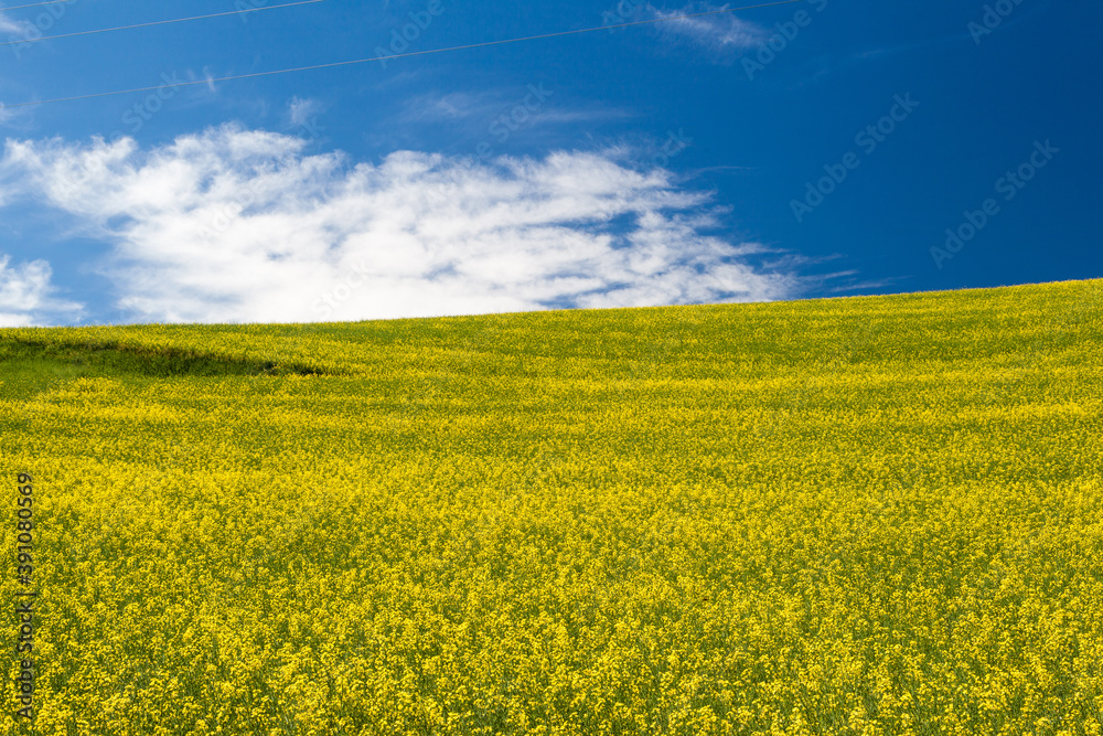 Blooming yellow Canola field with deep blue sky in summer, in Palouse, Washington, USA. Blooming yellow Canola field with deep blue sky in summer, in Palouse, Washington, USA.