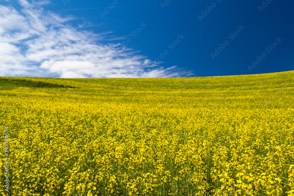 Blooming yellow Canola field with deep blue sky in summer, in Palouse, Washington, USA. Blooming yellow Canola field with deep blue sky in summer, in Palouse, Washington, USA.