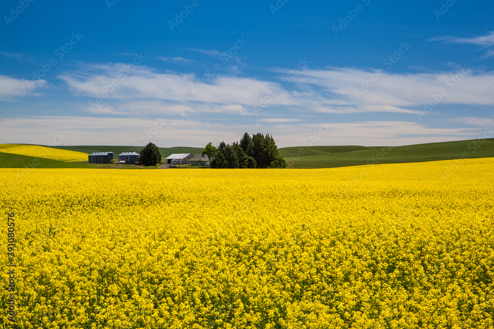 Blooming yellow Canola field and farmland with deep blue sky in summer, in Palouse, Washington, USA.