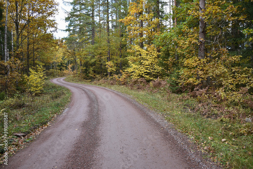 Winding gravel road through a colorful forest