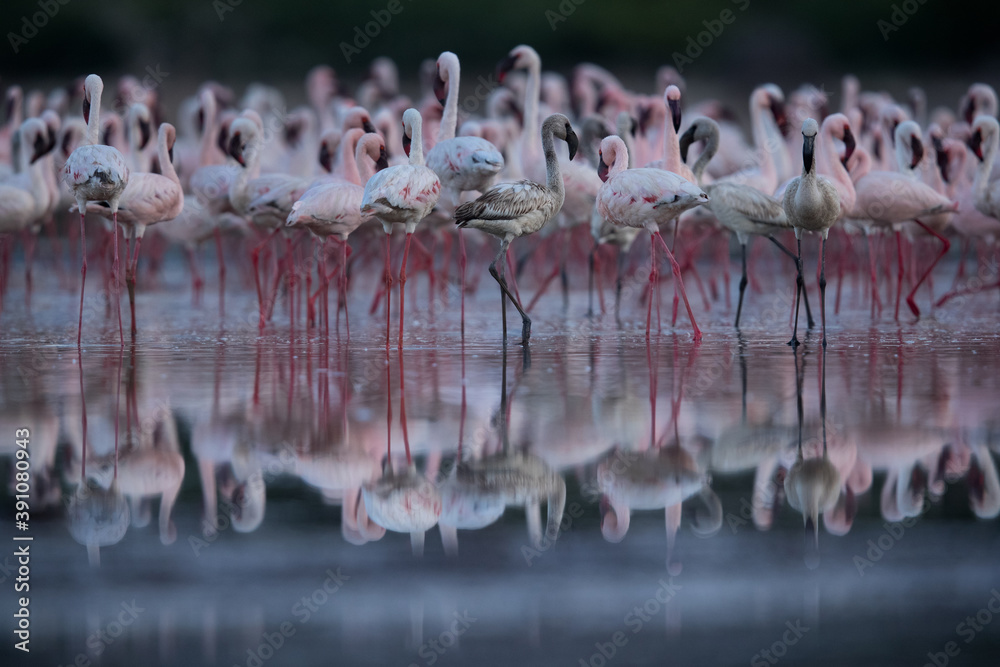 Naklejka premium Lesser Flamingos at Lake Bogoria with dramatic reflection, Kenya