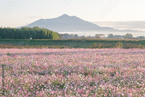 小貝川ふれあい公園のコスモス