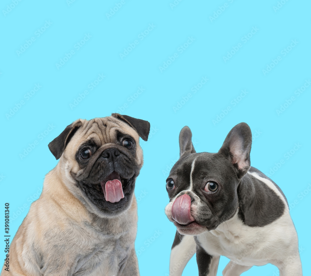 French bulldog licking its nose and excited Pug looking forward