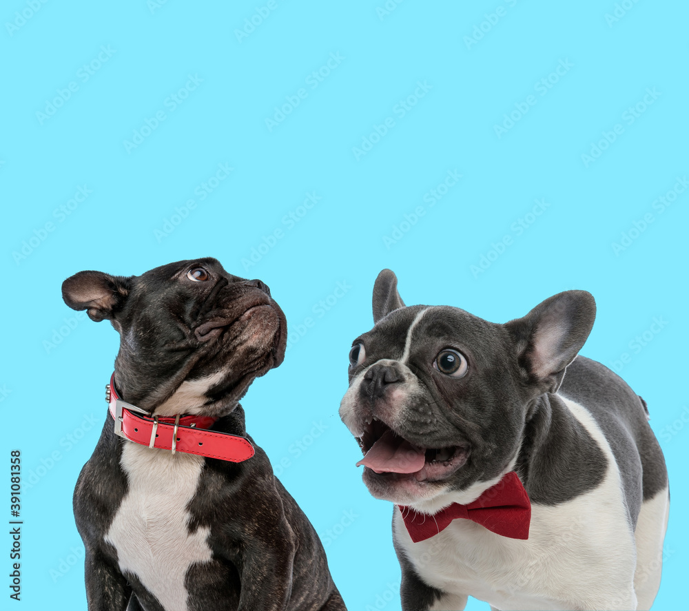 Happy French bulldogs wearing bowtie and collar
