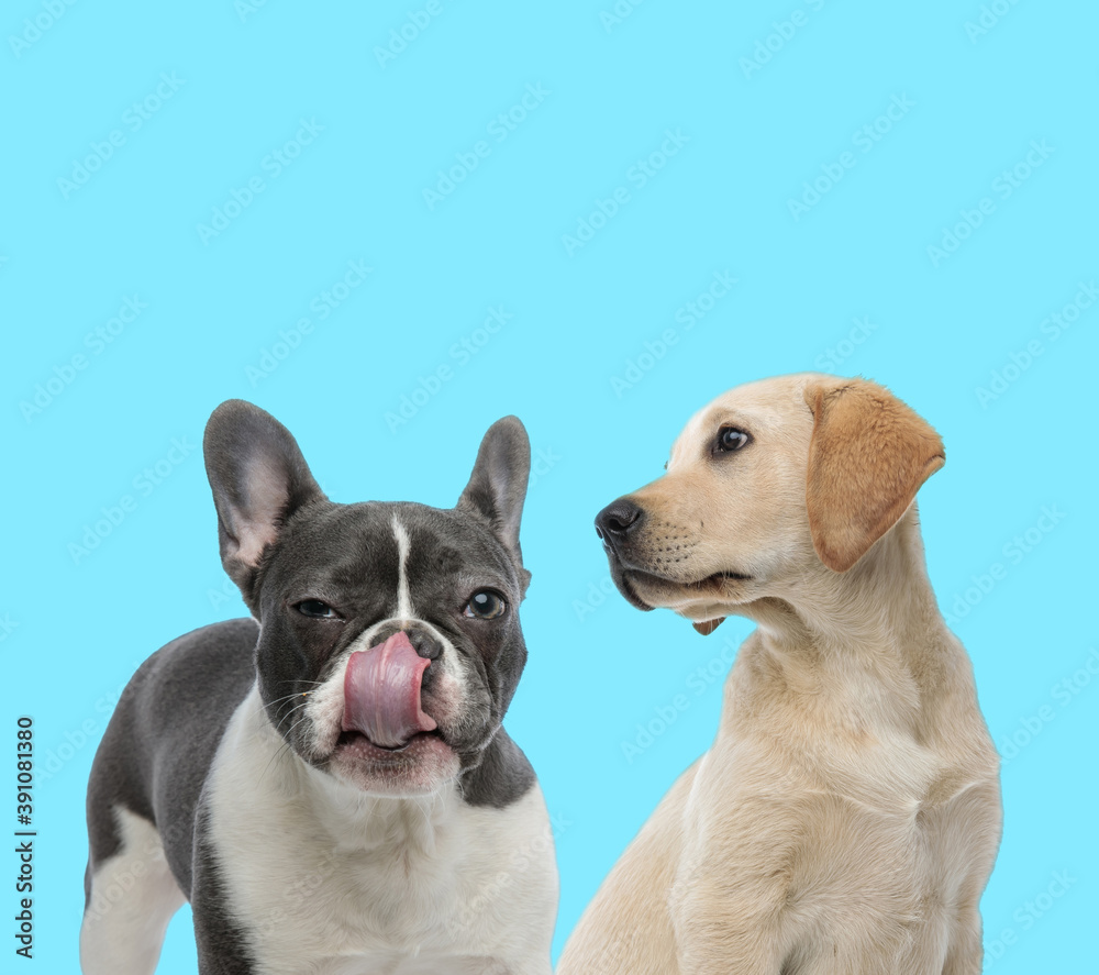 Suspicious French bulldog and curious Labrador Retriever looking at it