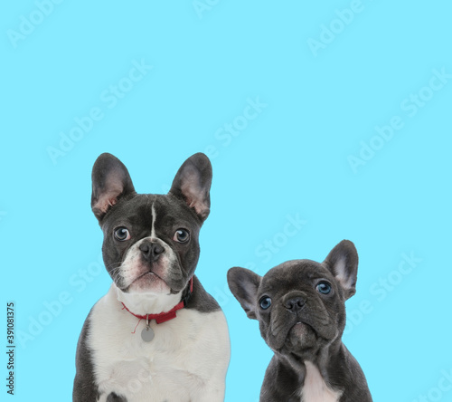 Dutiful French Bulldog wearing collar and cub curiously looking up
