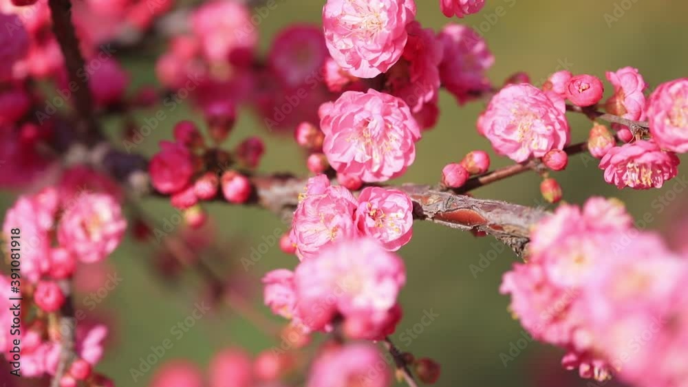 elm blossom in the park, LUANNAN COUNTY, Hebei Province, China