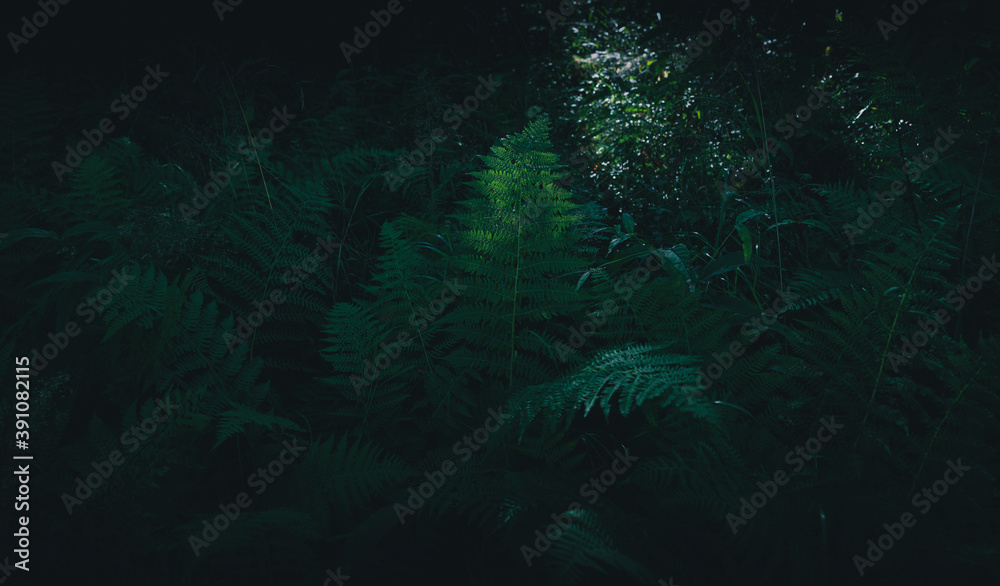 Fern leaves illuminated by sunlight in autumn in the forest