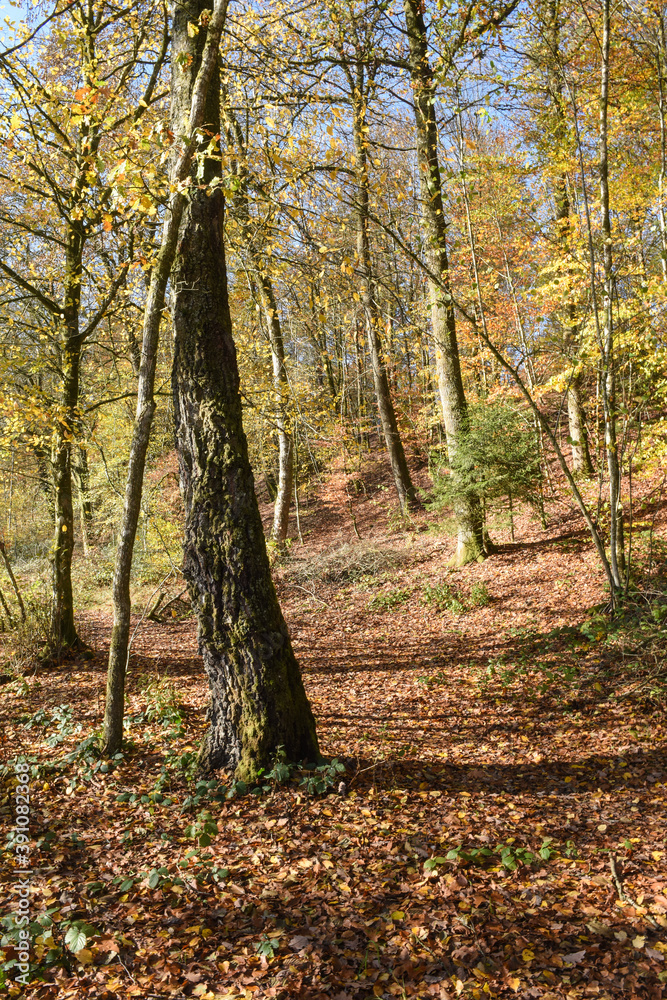 Belgique Wallonie automne nature foret Belgique Wallonie automne nature foret