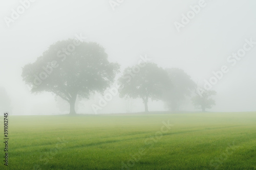 Foggy landscape with trees.