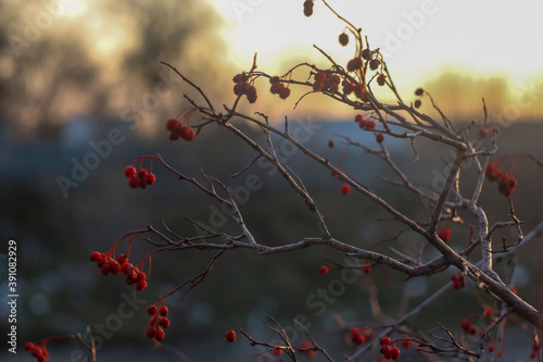 autumn red berries. twilight time art of nature. High quality photo