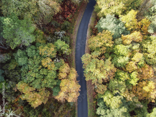 aerial view of an autumn forest divided by a small mountain road © Fernando