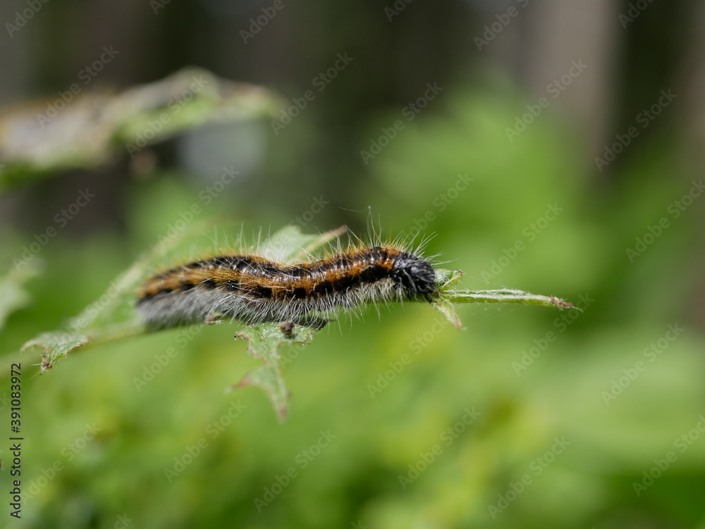 A small gray hairy caterpillar with longitudinal brown stripes devours leaves on a Bush branch against a background of green vegetation. Agricultural pests in natural conditions on a Sunny spring day.