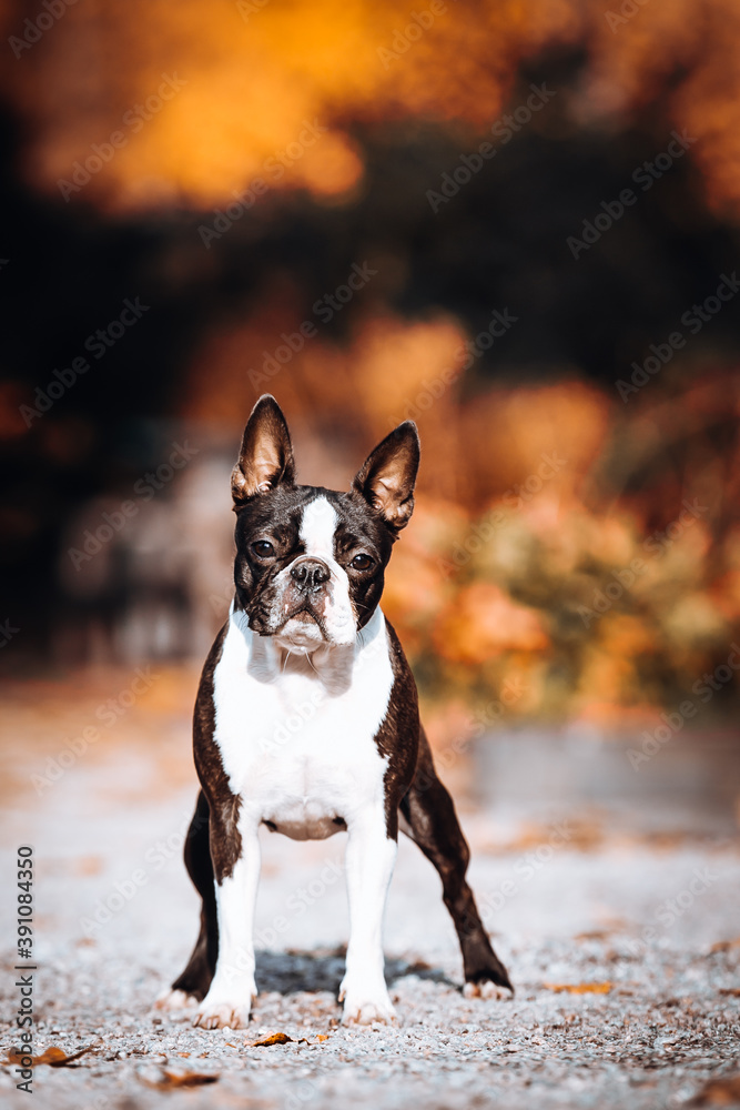 Boston terrier dog female outside. Dog in beautiful red and yellow park outside. Boston terrier dog female outside. Dog in beautiful red and yellow park outside.