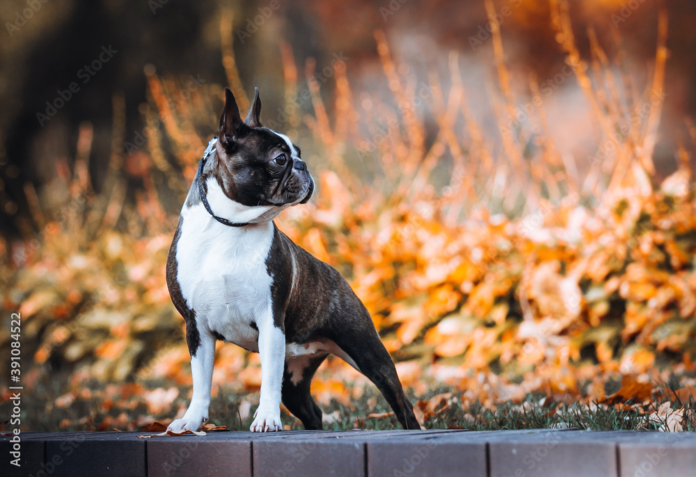 Boston terrier dog female outside. Dog in beautiful red and yellow park outside.	