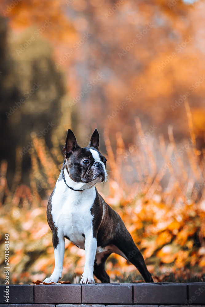 Boston terrier dog female outside. Dog in beautiful red and yellow park outside.