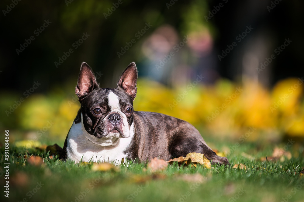 Boston terrier dog female outside. Dog in beautiful red and yellow park outside.