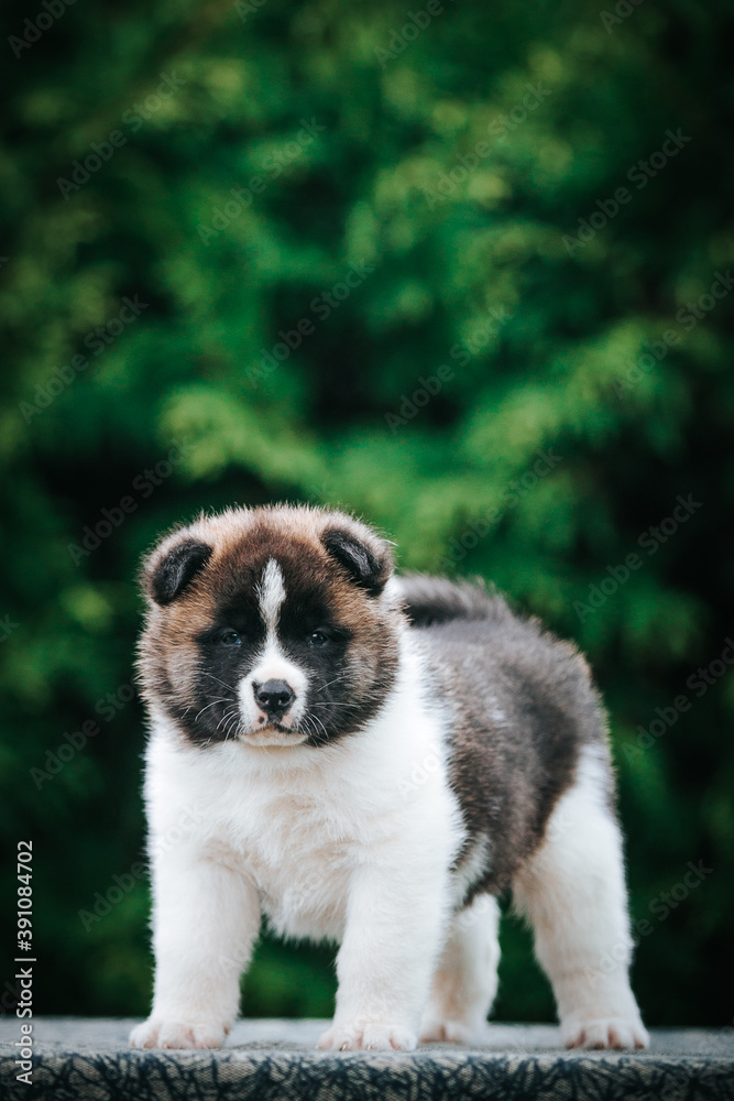 American akita cute puppy outside in the beautiful park. Akita litter in kennel photoshoot. American akita cute puppy outside in the beautiful park. Akita litter in kennel photoshoot.