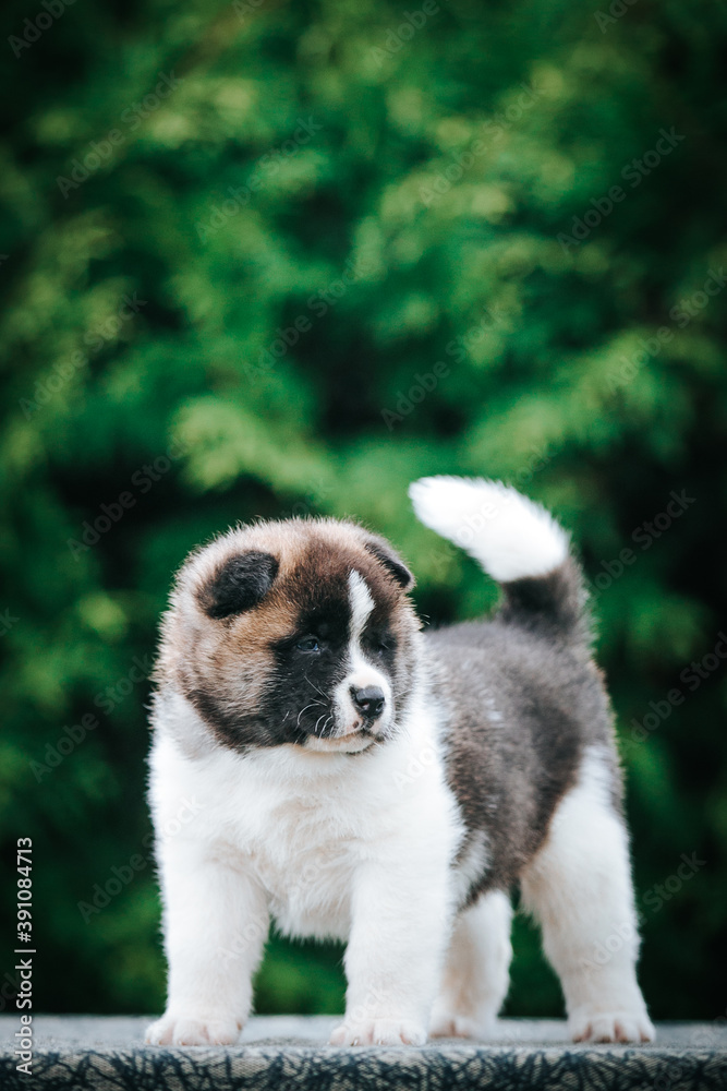 Obraz premium American akita cute puppy outside in the beautiful park. Akita litter in kennel photoshoot.