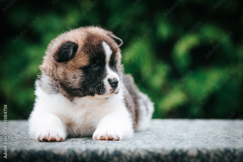 American akita cute puppy outside in the beautiful park. Akita litter in kennel photoshoot. American akita cute puppy outside in the beautiful park. Akita litter in kennel photoshoot.