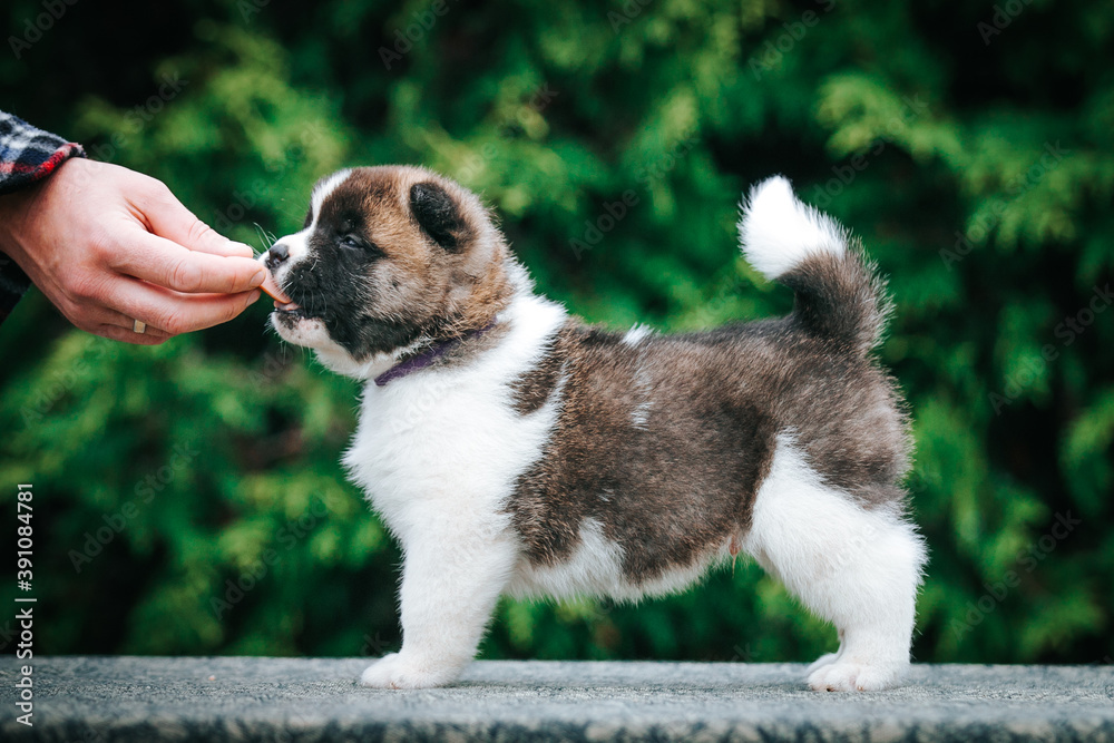American akita cute puppy outside in the beautiful park. Akita litter in kennel photoshoot. American akita cute puppy outside in the beautiful park. Akita litter in kennel photoshoot.