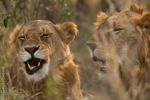 Fototapeta Naklejka Na Ścianę i Meble -  A pair of lion in the evening hours at Masai Mara, Kenya