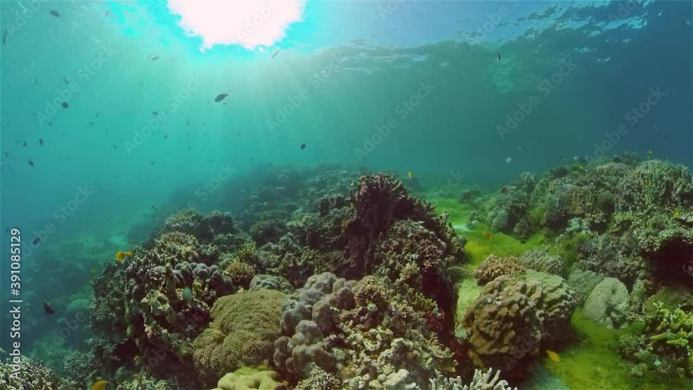 Underwater world with coral reef and tropical fishes. Travel vacation concept Underwater world with coral reef and tropical fishes. Travel vacation concept