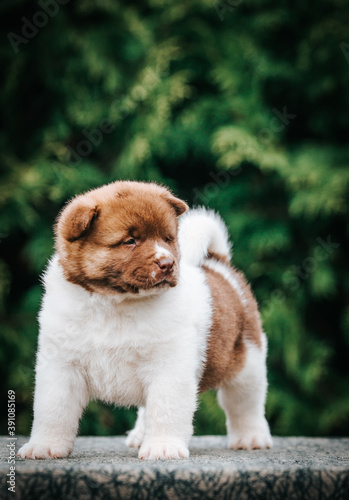 Fototapeta Naklejka Na Ścianę i Meble -  American akita cute puppy outside in the beautiful park. Akita litter in kennel photoshoot.