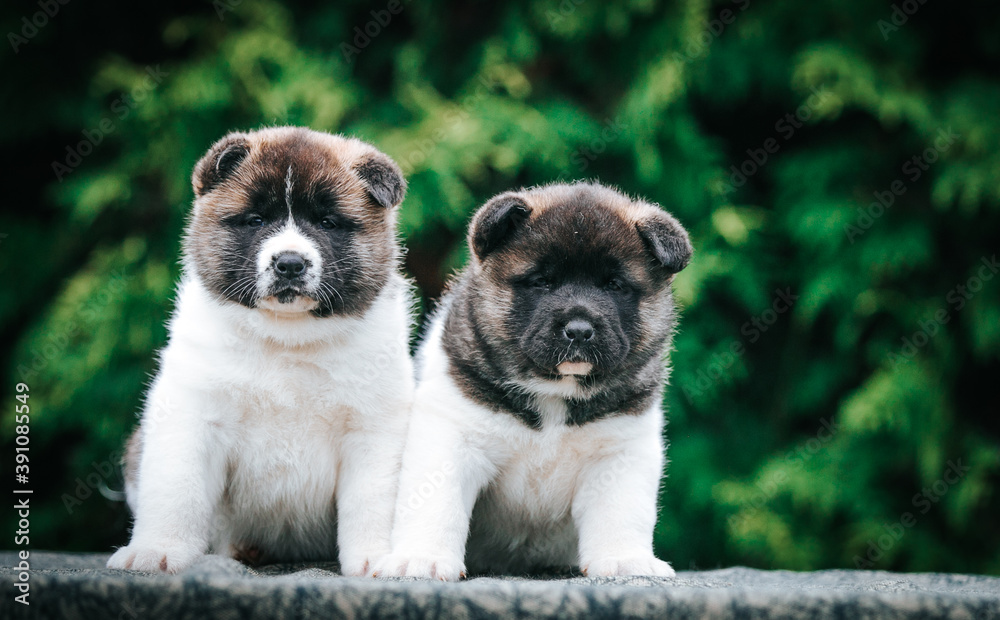 American akita cute puppy outside in the beautiful park. Akita litter in kennel photoshoot.	
