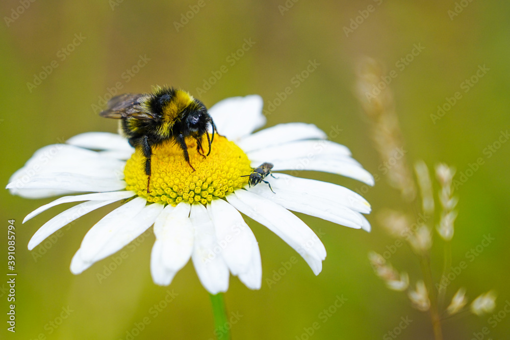 bumble bee sucks flower nectar from daisies bumble bee sucks flower nectar from daisies