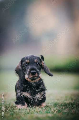 Dachshund puppy outside playing. Autumn photography. puppies in kennel.