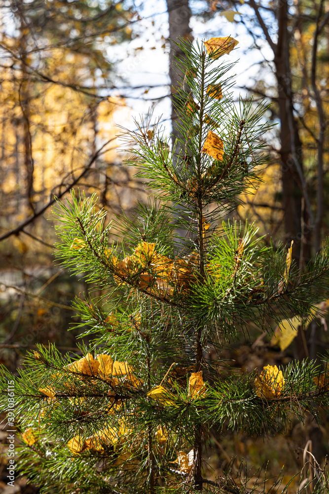 Fototapeta premium Vertical photo of a group of one small pine with yellow birch leaves is against the blue sky background in the forest in autumn