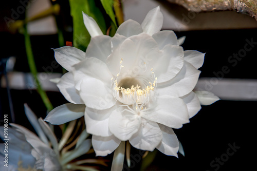 Front view of an amazing Epiphyllum Oxypetalum, also known as night queen flower or Bunga Wijaya Kusuma in Indonesia or Pokok Bunga Bakawali, blossoming in the middle of the night. Selective focus.