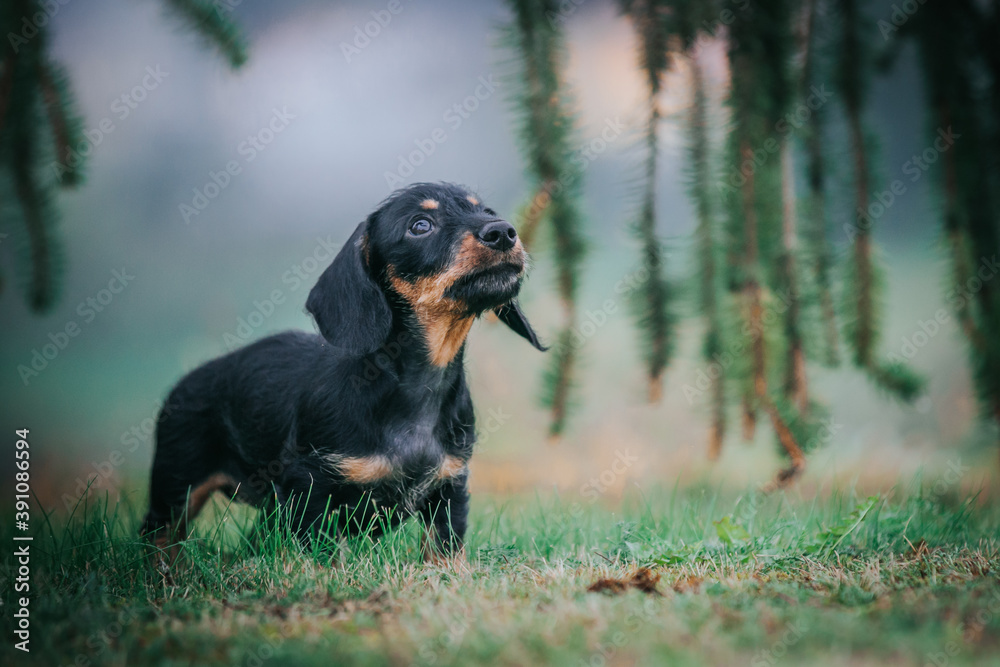 Dachshund puppy outside playing. Autumn photography. puppies in kennel.