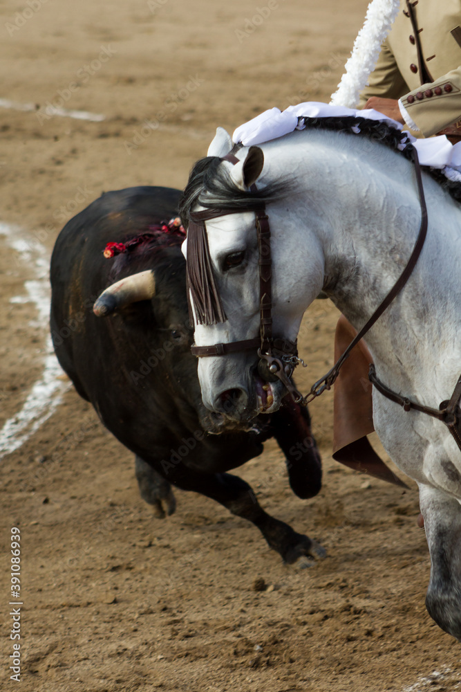 Madrid, Spain. Bull chases a horse at a local bull fight.
