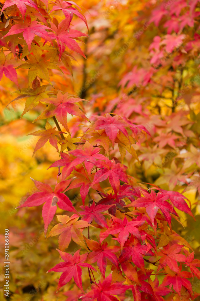 Spectacular red maple leaves in autumn Spectacular red maple leaves in autumn