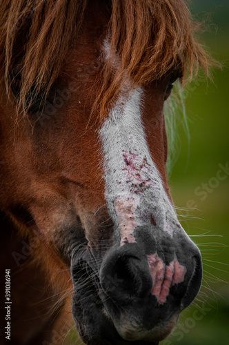 portrait of a horse