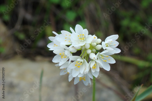 White Garlic (Allium neapolitanum) photo