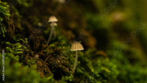 small cute mushrooms growing among the green succulent moss