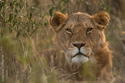 Portrait of a lion in the evening hours at Masai Mara, Kenya