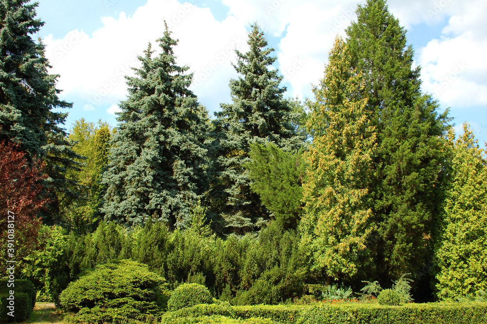 Clipped Buxus and fir tree Clipped Buxus and fir tree