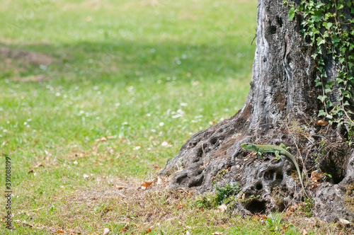 Ocellated lizard (Timon lepidus) in a golf course, Italy
